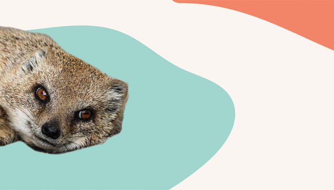 Mongoose Cannabis Co. logo